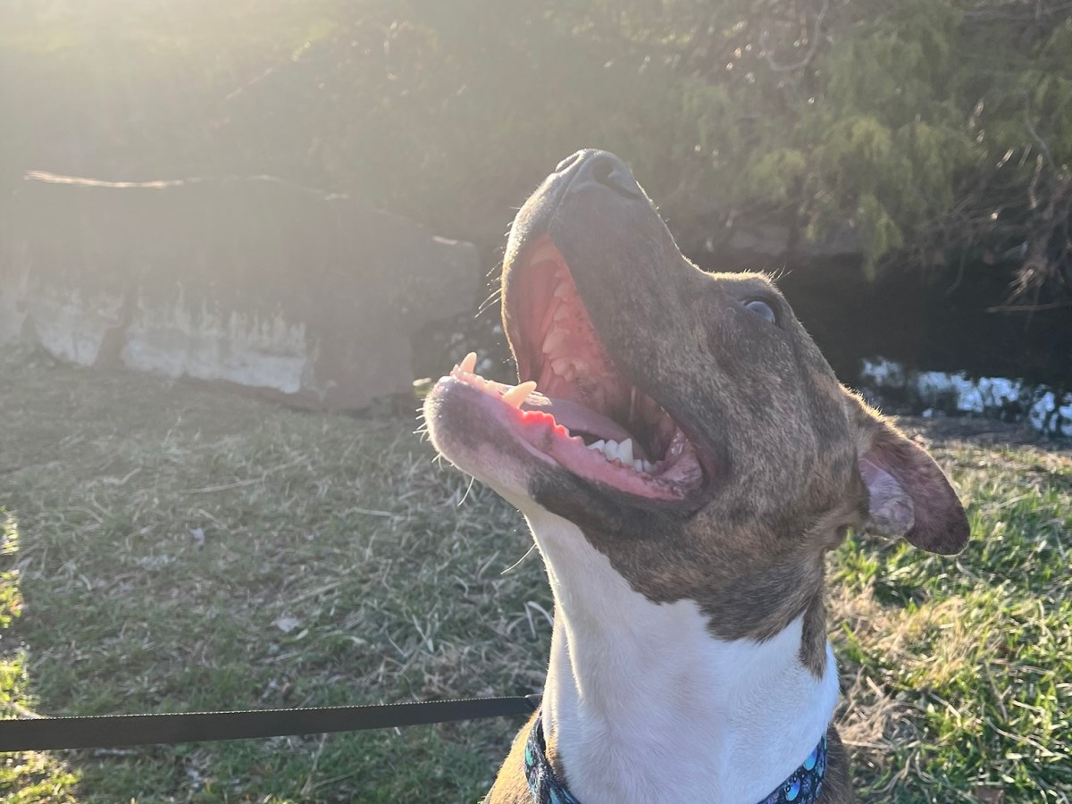 🐾&nbsp;Breed Bias Isn’t Science: Understanding Pit Bulls, Responsibility, and&nbsp;Reality